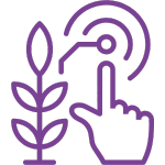 An icon featuring a purple outline of a plant stem with leaves on the left, next to a purple outline of a human hand with its index finger extended, touching what appears to be a digital interface emitting radiating waves. This icon likely represents smart agriculture or technology in farming.